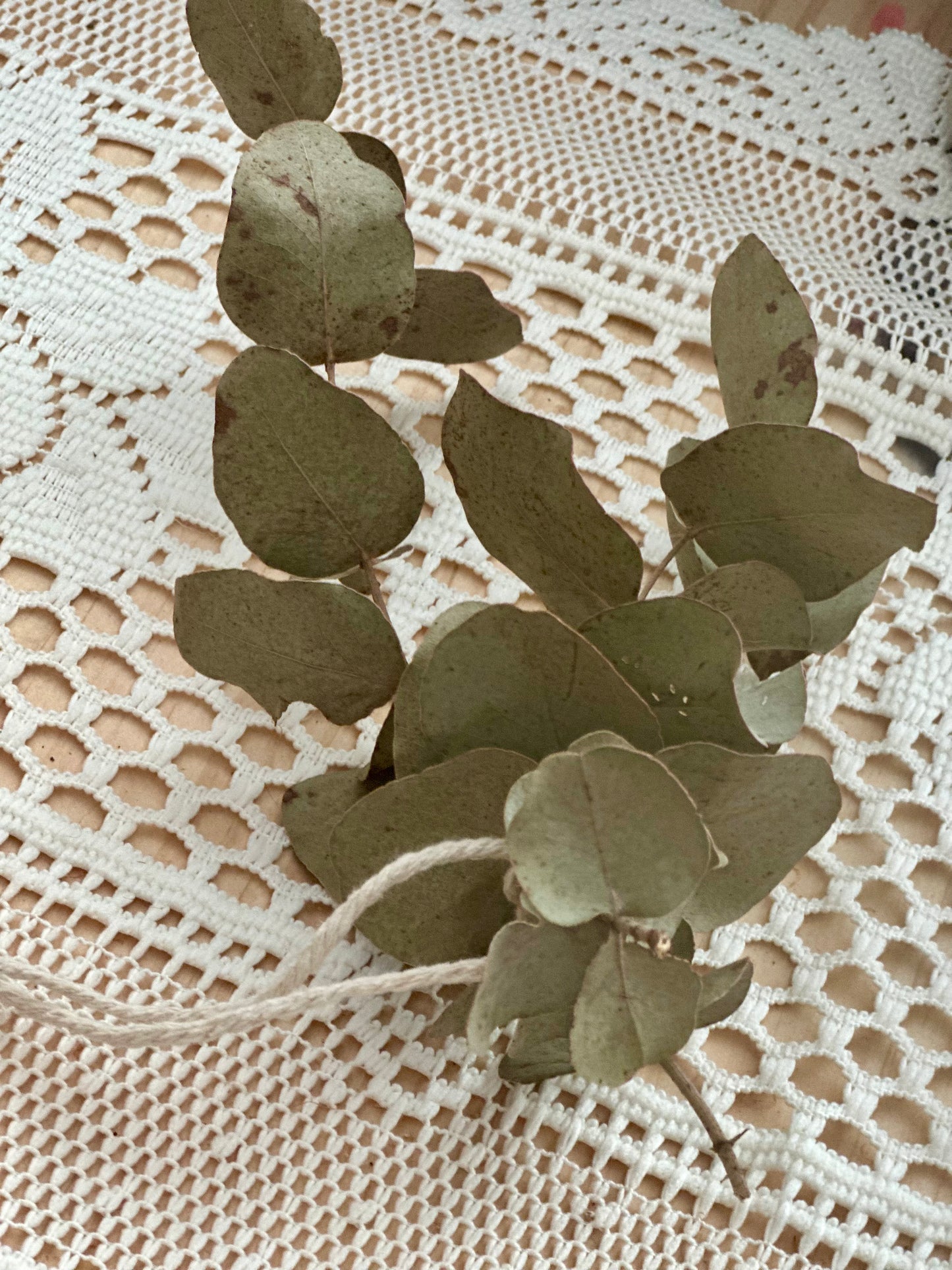 Renewal Botanical Face Serum - By Bush Livin Mumma (30ml)